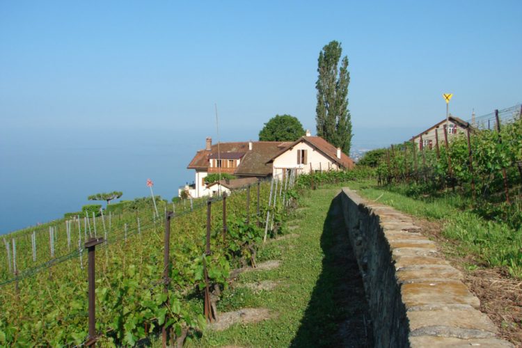 Vitis Musicalis