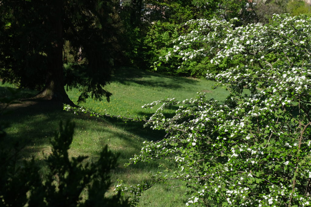 Parc Szilassy