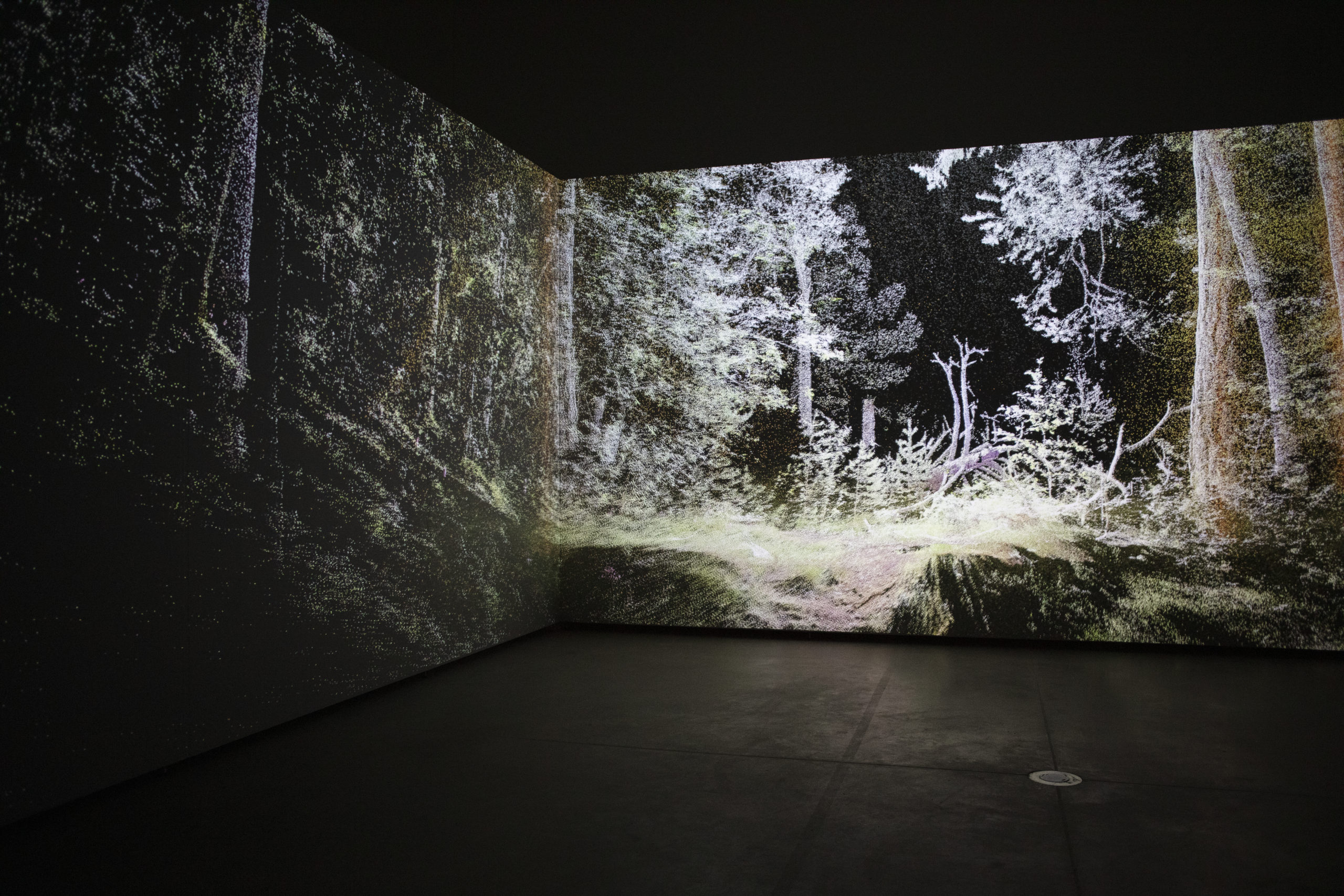 Dear2050: Entangled Forests
