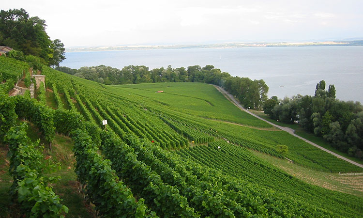 Domaine des Balises