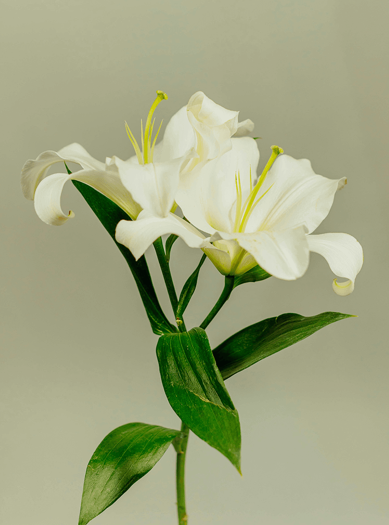 Ensemble Vocal de Lausanne - Calme et Voluptés