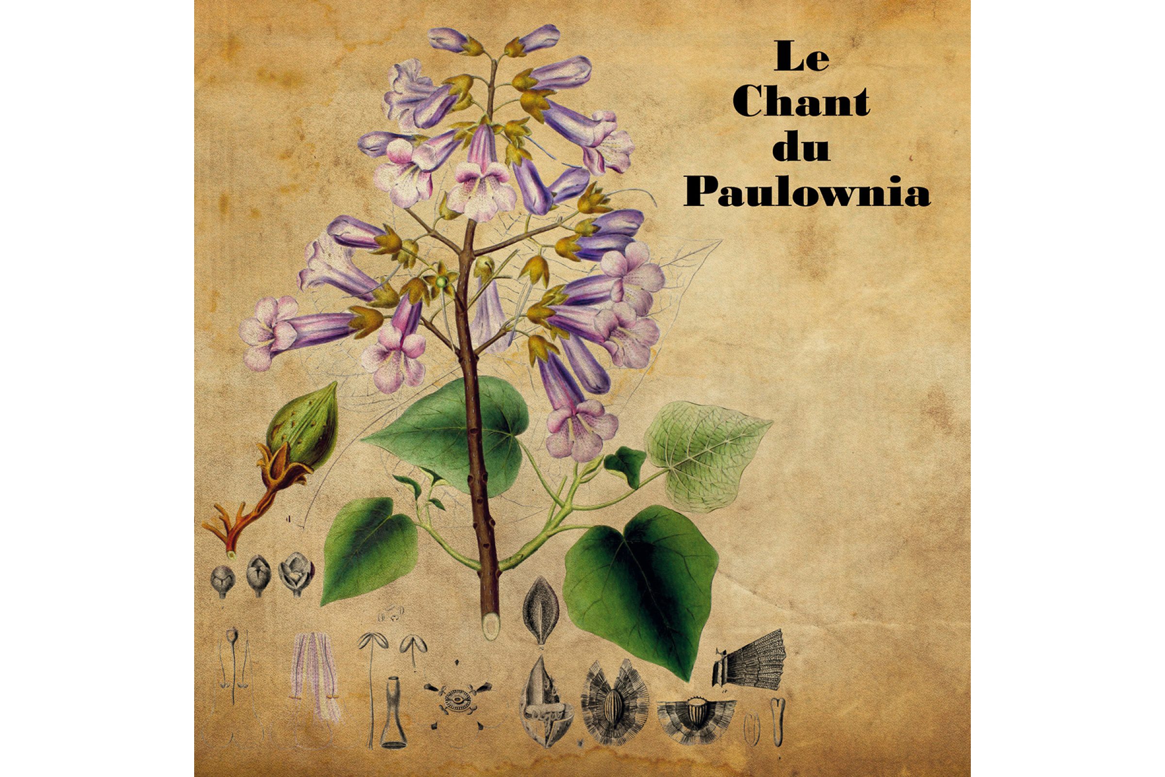 Le Chant du Paulownia