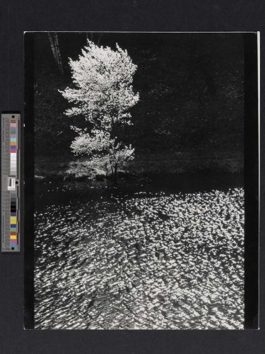 Edward Steichen, L'Arbre d'amélanchier, Umpawaug Farm, Connecticut, États-Unis, 1960 Collection Spuerkeess. © 2026 The Estate of Edward Steichen / Artists Rights Society (ARS), New York