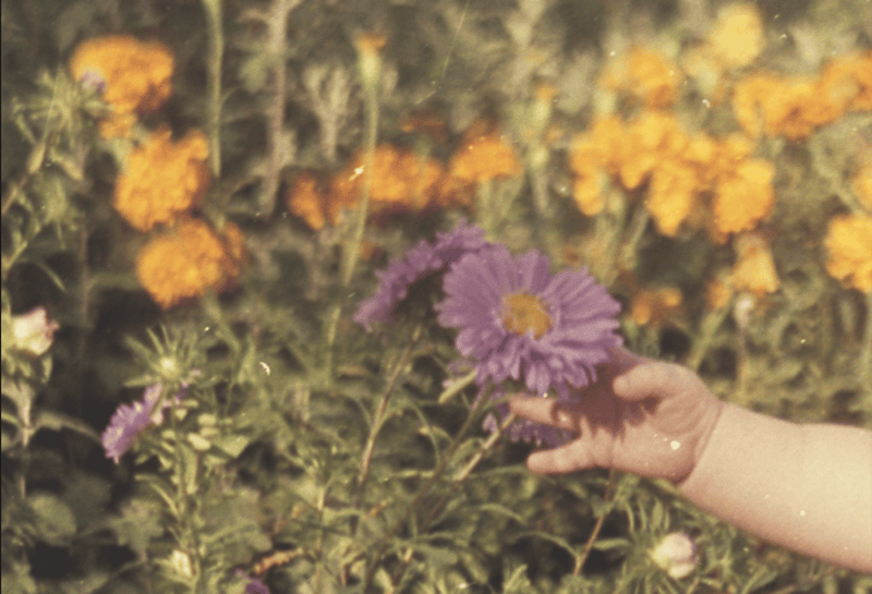 Francesco Pennacchio - Unlike Flowers